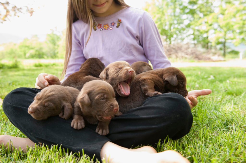 seguros para perros